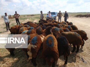 معاون سازمان دامپزشکی: صادرات دام از بوشهر در دستور کار قرار دارد
