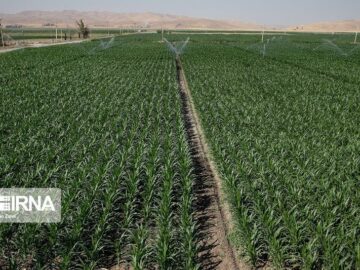 آبی سازی اراضی دیم از اولویت های جهاد کشاورزی کردستان است