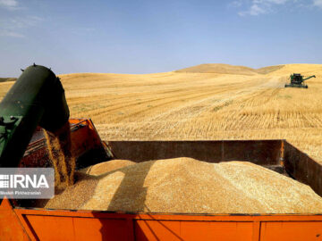 گندمکاران کردستانی ۴۷۶ هزار تن محصول تحویل دادند
