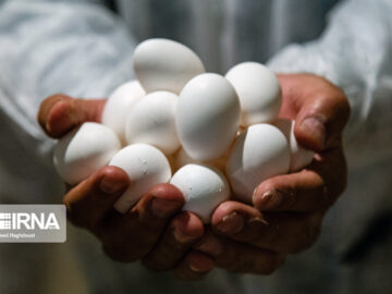 کاهش قیمت تخم مرغ در البرز