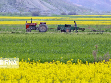 اصلاح الگوی کشت راهبردی ملی در کانون توجه دولت