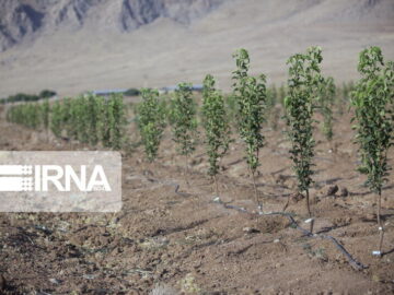 ۵۰۰ میلیون اصله نهال در طرح مردمی کاشت یک میلیارد درخت تولید شد