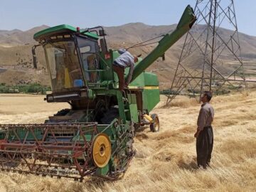 پرداخت مطالبات گندمکاران  مهمترین دغدغه‌ جهاد کشاورزی کردستان است