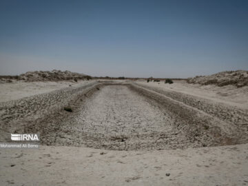 مهار کانون‌های گرد و غبار در تالاب «هامون» با مالچ‌پاشی طبیعی کلید خورد