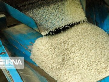 مجمع نمایندگان مازندران مخالف واردات برنج در فصل برداشت است