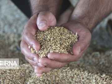 افزایش بهره‌وری آب کشاورزی با کشت ۶۵ رقم بذر مقاوم به خشکی