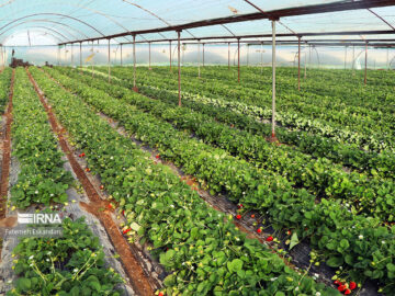گلخانه‌ و آبیاری نوین؛ نسخه‌های گرمسار برای مقابله با خشکسالی