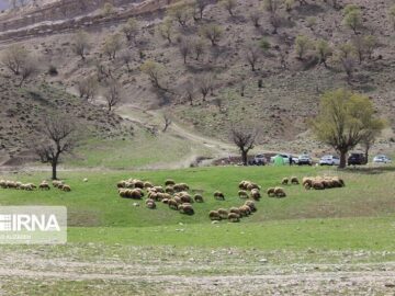 هشدار کاهش علوفه‌دامی و ضرورت برنامه‌ریزی برای حفظ آرامش بازار