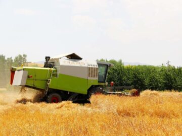 ۳۹۰۰ تن کلزا از کشاورزان آذربایجان غربی خریداری شد