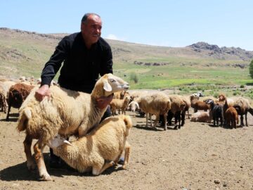 فیلم| زندگی عشایر ایل شاهسون در دامنه سبلان