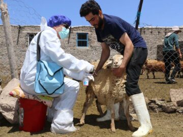 تزریق دو میلیون دُز واکسن برای مقابله با بیماری‌های دام در زنجان