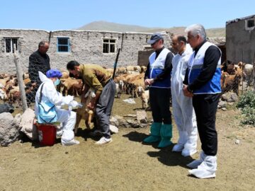 فیلم| واکسیناسیون ۱۲ میلیون راس دام در استان اردبیل