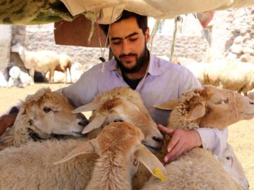 سرمایه‌گذاری برای پرواربندی ۵۰ هزار رأس بره در مغان کلید خورد