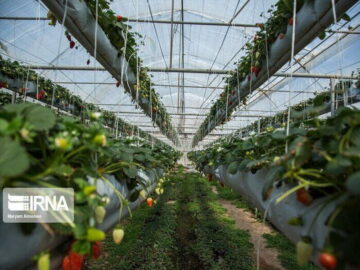 مدیریت منابع آبی با کشت گلخانه ای