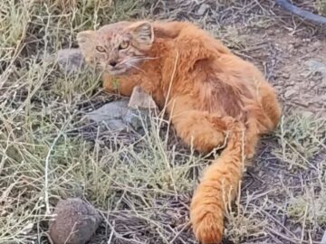 گونه کمیاب گربه پالاس در جیرفت مشاهده شد + فیلم