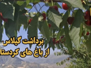 فیلم | برداشت گیلاس از باغ های کردستان