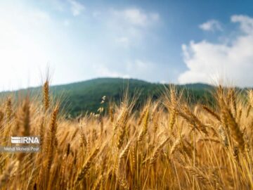 خرید تضمینی ۵۱ هزار تن گندم در آذربایجان‌ شرقی