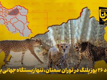 موشن‌گرافیک | وجود ۲۶ یوزپلنگ در توران سمنان، تنها زیستگاه جهانی یوزها
