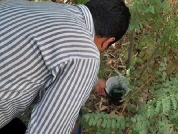 نقاط پرخطر چهارمحال و بختیاری برای شناسایی پشه آئدس تله‌گذاری شد