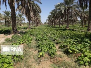 برداشت خارک نوبرانه خرمشهر آغاز شد