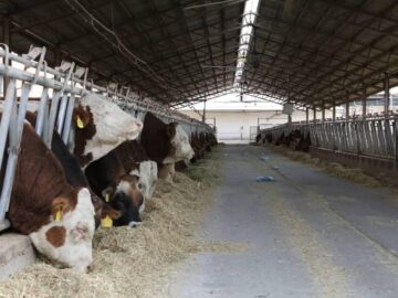 صادرات جنین گاوهای پربازده ایرانی به آفریقا و آسیای میانه آغاز شد