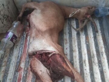 باند مخوف شکار و قاچاق حیات وحش فارس منهدم شد