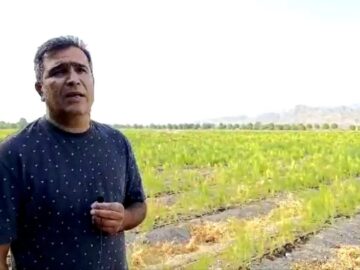 فیلم| کشت موفقیت‌آمیز یک گیاه کم‌آب‌بَر و ارزآور در هرمزگان
