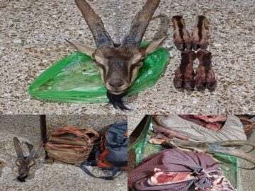 تیراندازی شکارچیان غیرمجاز به محیط‌بانان در دهگلان؛ لاشه یک کل وحشی کشف شد