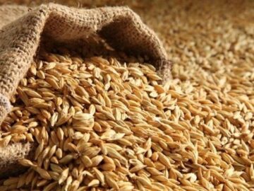 خرید تضمینی گندم در کرمانشاه از مرز ۵۵۰ هزار تن عبور کرد