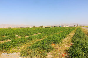 کاشت گوجه‌فرنگی در مزارع استان بوشهر آغاز شد