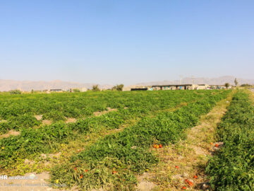 کاشت گوجه‌فرنگی در مزارع استان بوشهر آغاز شد