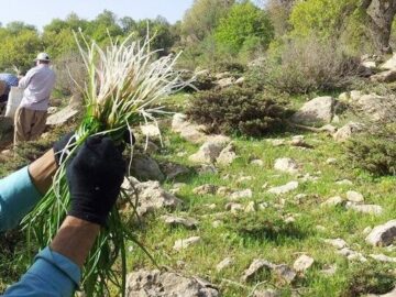 سالانه ۷۳۰تن گیاه دارویی صادر می‌شود؛ کشت در ۳۰میلیون هکتار عرصه طبیعی