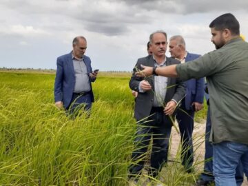 اجرای خشکه کاری برنج به روش آبیاری قطره‌ای در بابلسر