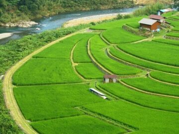 ۶۵۰۰ هکتار از شالیزارهای جویبار زیر کشت ارقام محلی رفت