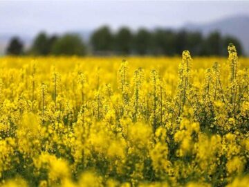 برداشت کلزای دیم در کلاردشت آغاز شد