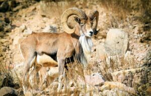 کشف لاشه یک حیوان وحشی در سیریک