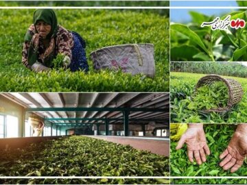 خرید بیش از ۸۱ هزار تُن برگ سبز چای؛ دولت سهم خود را پرداخت نکرده است