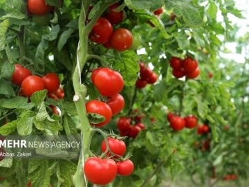 پیش‌بینی برداشت ۵۵۸ هزار تُن گوجه‌فرنگی از مزارع قزوین