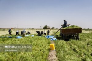 بسترهای لازم برای جذب سرمایه‌گذاران بخش کشاورزی اردبیل فراهم شود