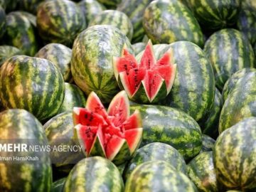 نقش هندوانه در بحران آب کشور، فرار رو به جلو است