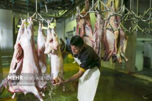 عرضه گوشت قرمز در کشتارگاه‌های رسمی به بیش از ۴۲ تن رسید