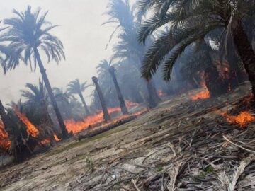 خشکسالی خسارات آتش‌سوزی نخلستان‌های اروندکنار را تشدید کرد