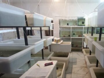 تولید ماهیان زینتی با کارگاه‌های مجهز در اردبیل