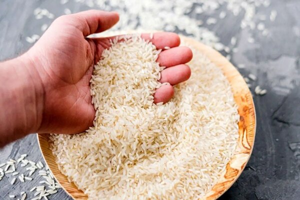 شالیکاران در دو راهی سود و زیان؛ بازار برنج زیر تیغ رصد