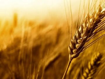 عبور خرید تضمینی گندم در آذربایجان‌شرقی از ۱۰۰ هزار تن