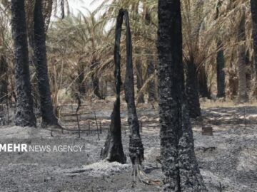 آتش‌سوزی گسترده در نخلستان‌های آبادان مهار شد