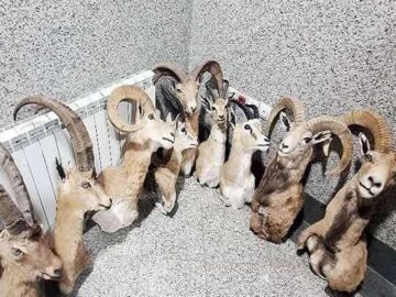 کشف کارگاه بزرگ و غیرمجاز تاکسیدرمی حیوانات در کرمان