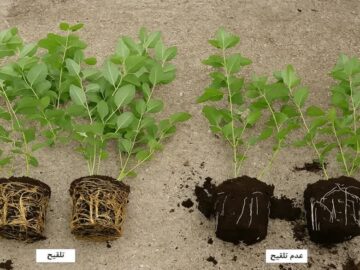اهمیت فناوری های زیستی در مدیریت عناصر غذایی گیاهان