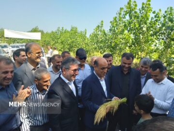 نخستین برداشت مکانیزه برنج سال جاری در صومعه‌سرا آغاز شد