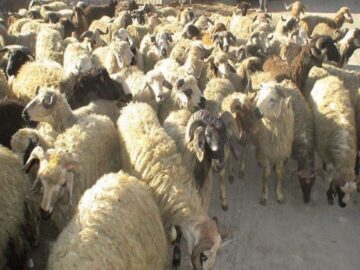 انهدام باند قاچاق احشام در شیراز